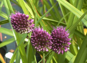 Allium Sphaerocephalon
